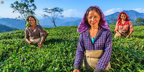 Why Is Darjeeling Tea So Special? Discover the Secrets in Auckland